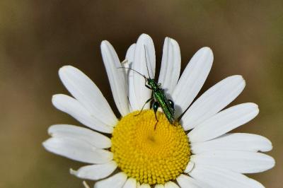 <i>Oedemera nobilis</i>