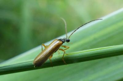 <i>Rhagonycha lignosa</i>
