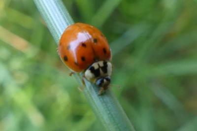<i>Harmonia axyridis</i>
