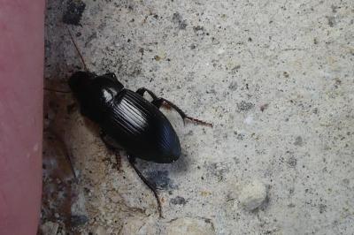 <i>Harpalus</i>