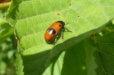 <i>Clytra laeviuscula</i>