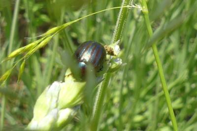 <i>Chrysolina americana</i>