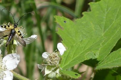 <i>Rutpela maculata</i>