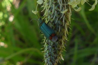 <i>Malachius bipustulatus</i>