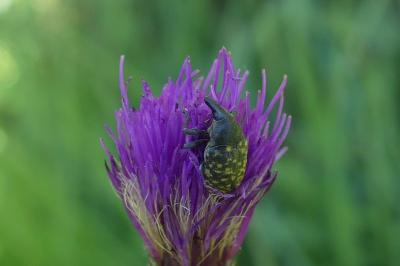 <i>Larinus turbinatus</i>