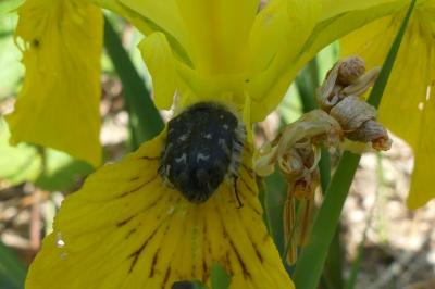 <i>Oxythyrea funesta</i>