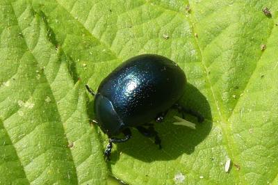 <i>Chrysolina fuliginosa</i>