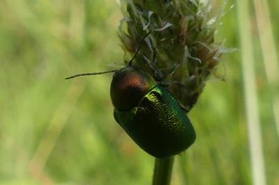 <i>Cryptocephalus</i>