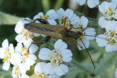 <i>Oedemera podagrariae</i>