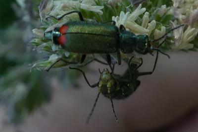 <i>Malachius bipustulatus</i>