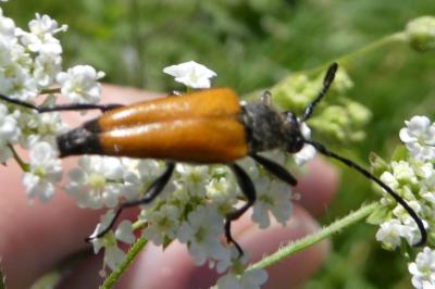 <i>Stictoleptura fulva</i>