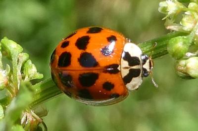 <i>Harmonia axyridis</i>