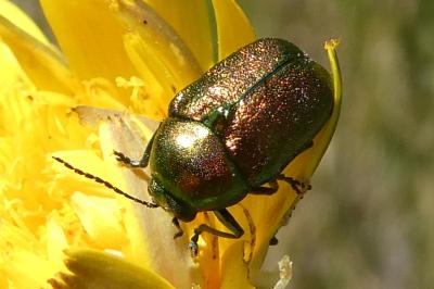 <i>Cryptocephalus</i>