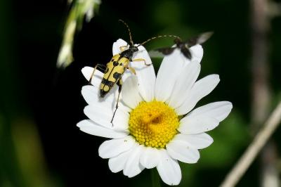 <i>Rutpela maculata</i>