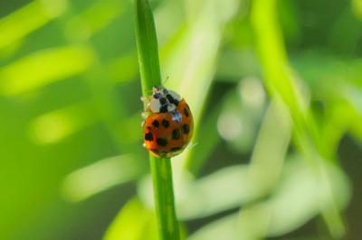 <i>Harmonia axyridis</i>