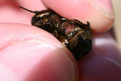<i>Cetonia aurata</i>