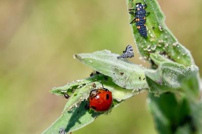 <i>Coccinella septempunctata</i>