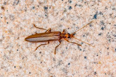 <i>Oedemera femoralis</i>