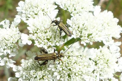 <i>Oedemera flavipes</i>
