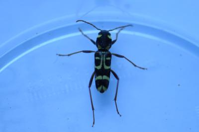 <i>Xylotrechus arvicola</i>