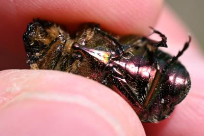 <i>Cetonia aurata</i>