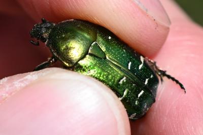 <i>Cetonia aurata</i>