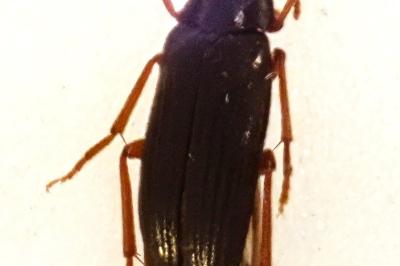 <i>Melandrya barbata</i>