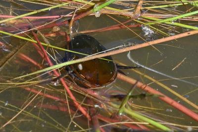 <i>Cybister lateralimarginalis</i>