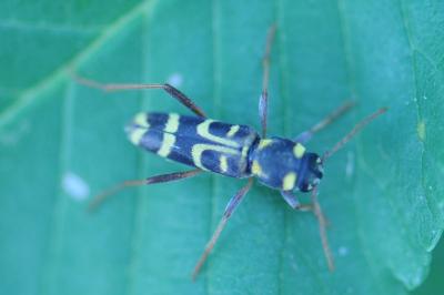 <i>Xylotrechus arvicola</i>