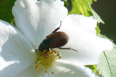 <i>Phyllopertha horticola</i>