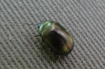<i>Chrysolina hyperici</i>