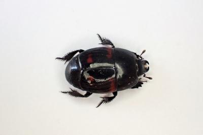 <i>Hister quadrimaculatus</i>