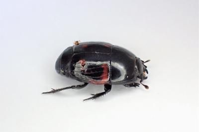 <i>Hister quadrimaculatus</i>