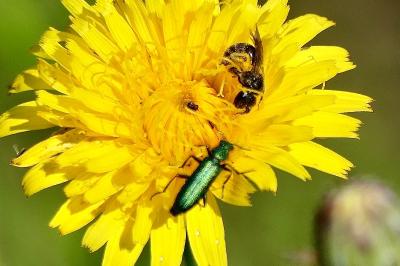 <i>Psilothrix viridicoerulea</i>