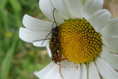 <i>Stenopterus rufus</i>