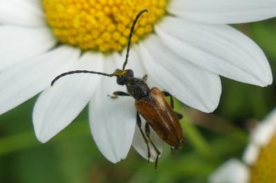 <i>Pseudovadonia livida</i>