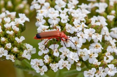 <i>Rhagonycha fulva</i>