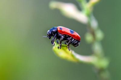 <i>Clytra laeviuscula</i>