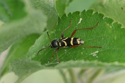 <i>Clytus arietis</i>
