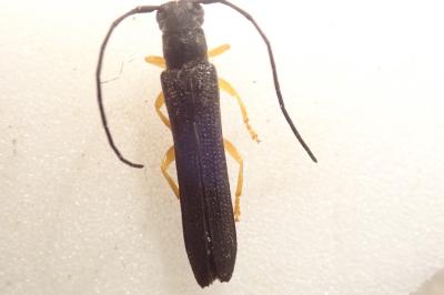 <i>Oberea linearis</i>