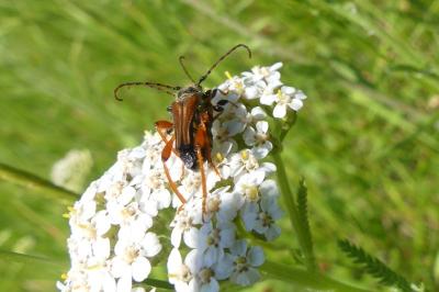 <i>Stenopterus rufus</i>