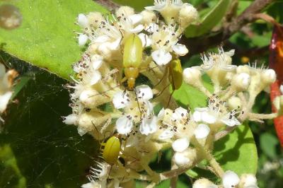 <i>Cteniopus sulphureus</i>