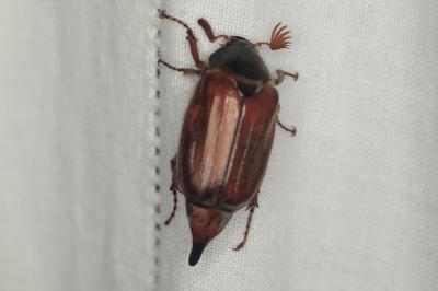 <i>Melolontha melolontha</i>