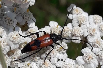 <i>Stenurella bifasciata</i>