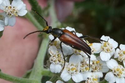 <i>Stenurella bifasciata</i>