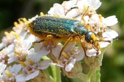 <i>Cerocoma schaefferi</i>