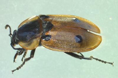 <i>Dendroxena quadrimaculata</i>