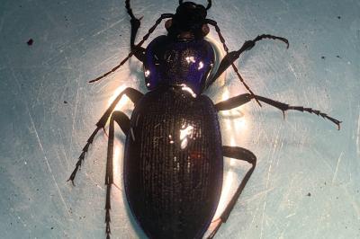 <i>Carabus problematicus</i>