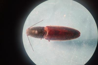 <i>Athous haemorrhoidalis</i>