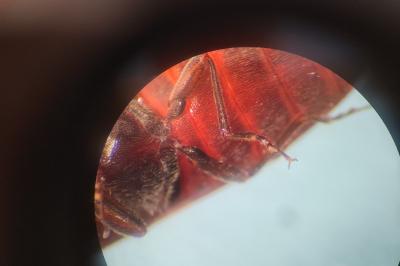 <i>Athous haemorrhoidalis</i>
